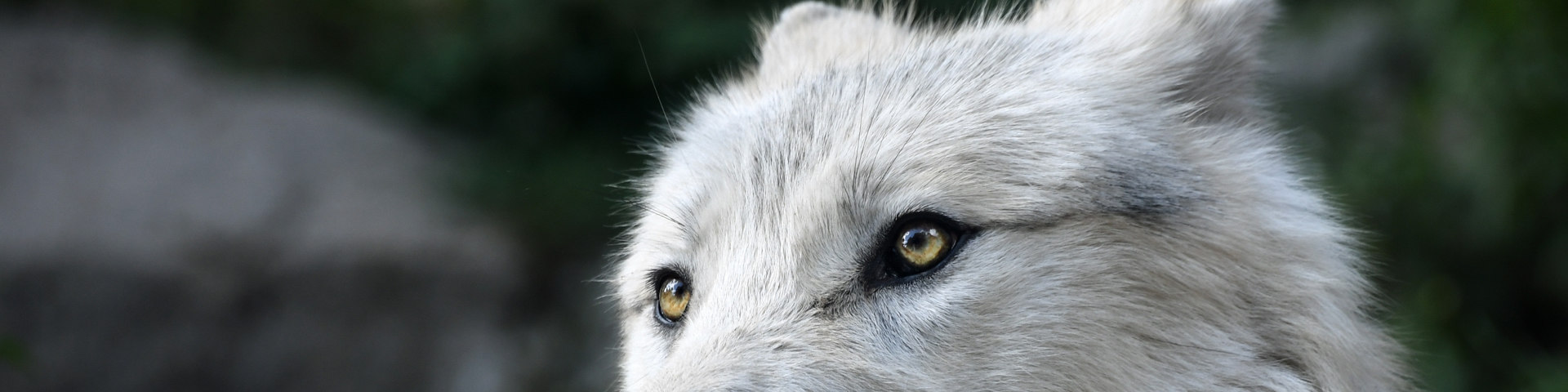 Caseheader Skansen 1920X480