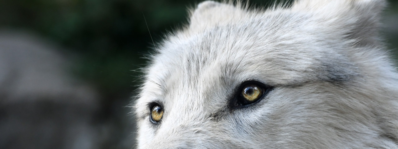 Caseheader Skansen 1920X480
