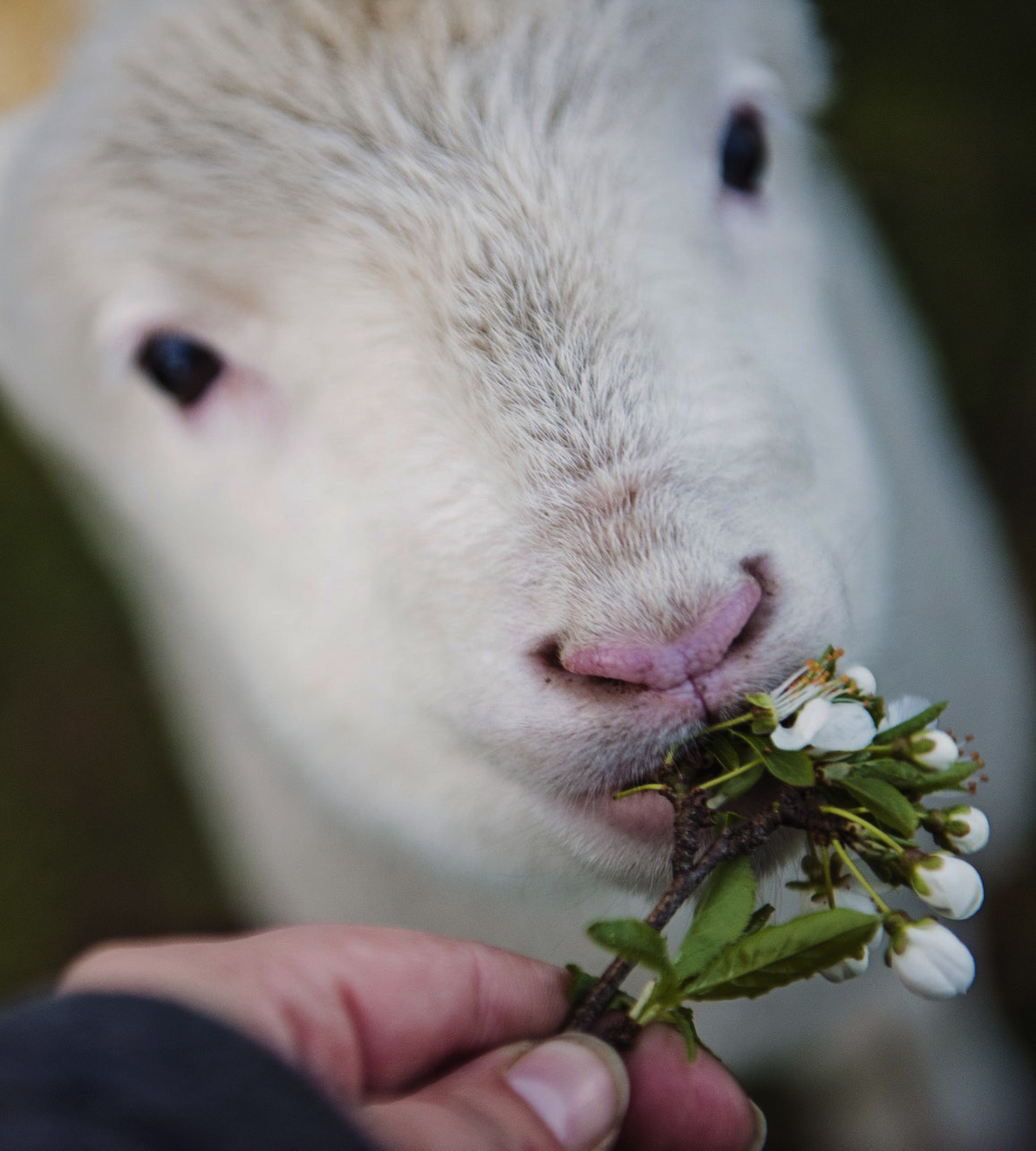 Lamm som blir matad med blommor